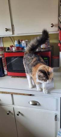 Lost cat