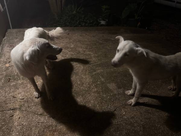 Found dog