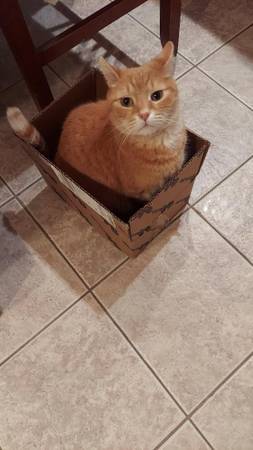 Lost cat