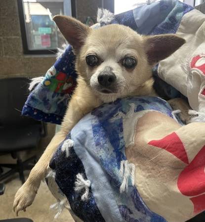 Found Dog in Eugene