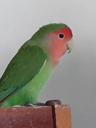 Lost bird