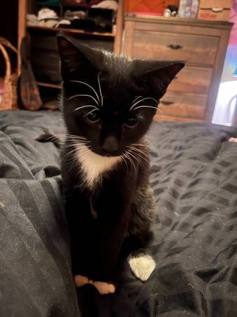 Lost cat
