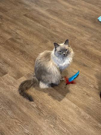Lost Cat in Rockford