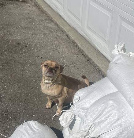 Found dog