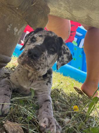 Lost Dog in Rescue