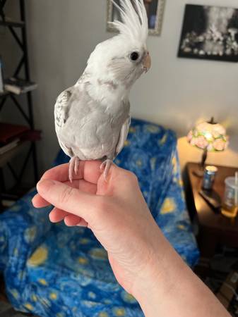 Lost Bird in Arrowhead
