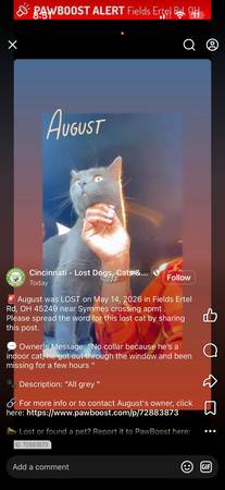 Lost cat
