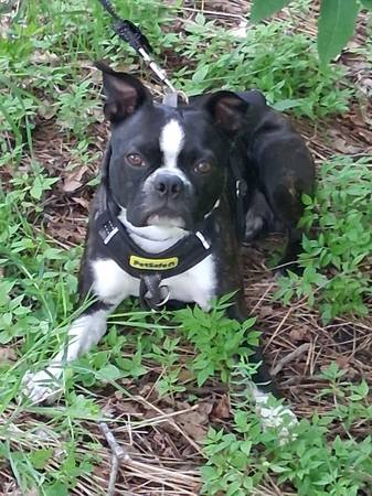 Lost dog