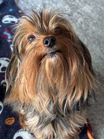 Lost dog