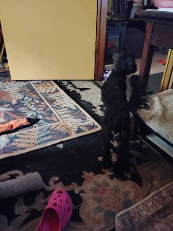Found dog