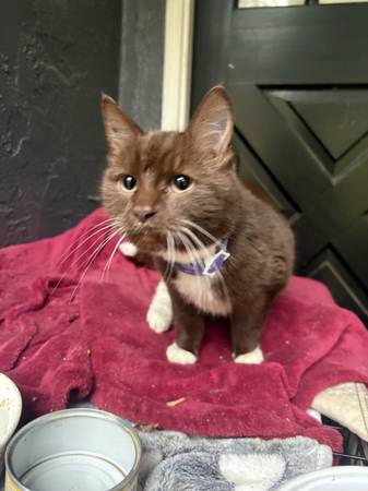 Lost Cat in Graton