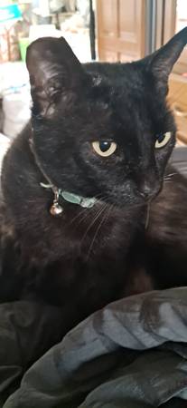 Lost cat