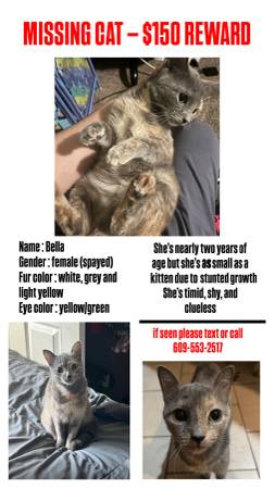 Lost Cat in Absecon