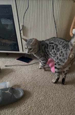Lost Cat in Cumberland
