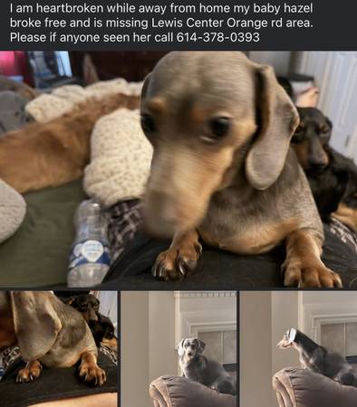 Lost dog