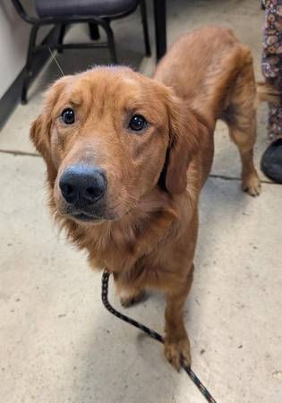 Found Dog in Eugene