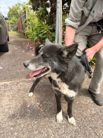 Found dog