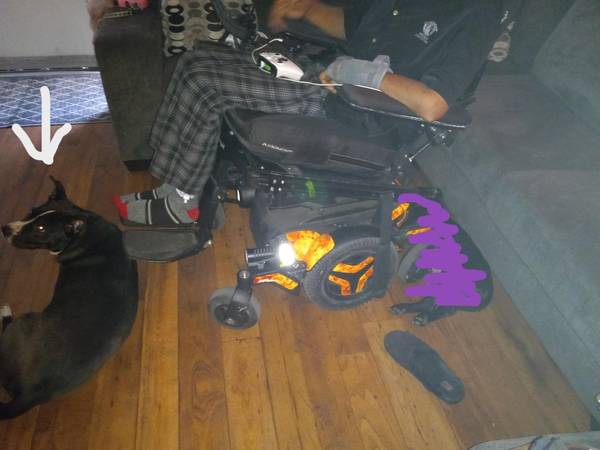 Lost dog