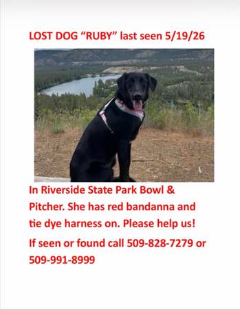 Lost dog
