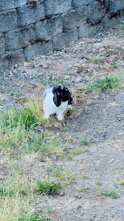 Found rabbit