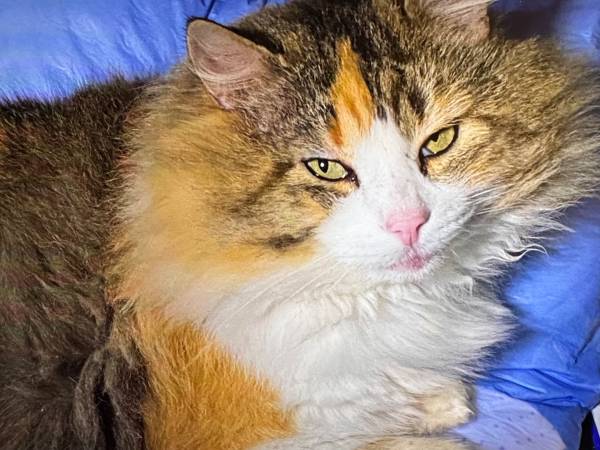 Lost cat