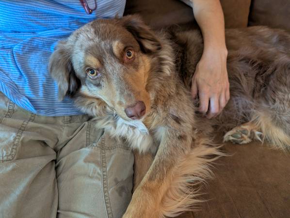 Lost dog