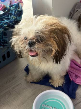 Found dog