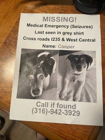 Lost dog