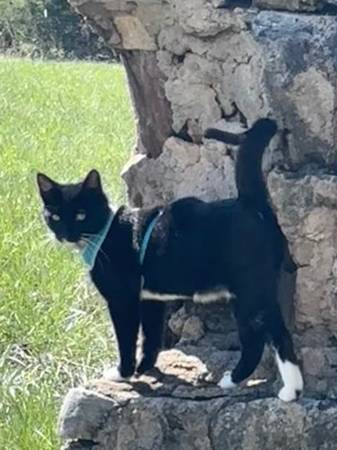 Lost cat