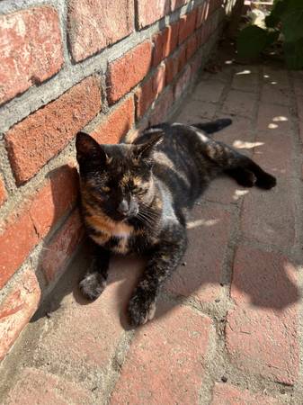 Found Cat in Arcata