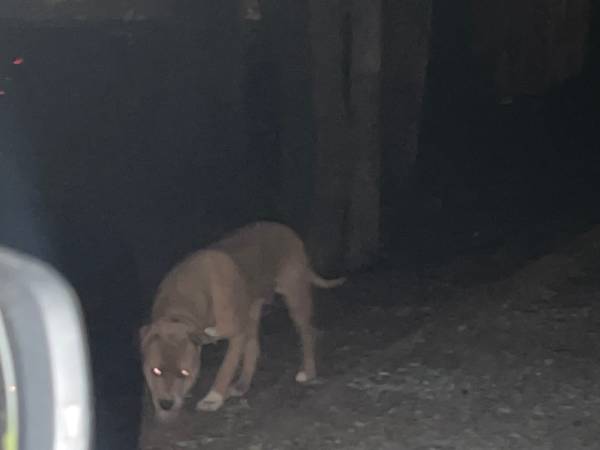 Found dog