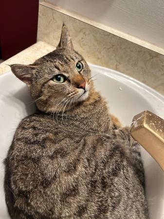 Found cat