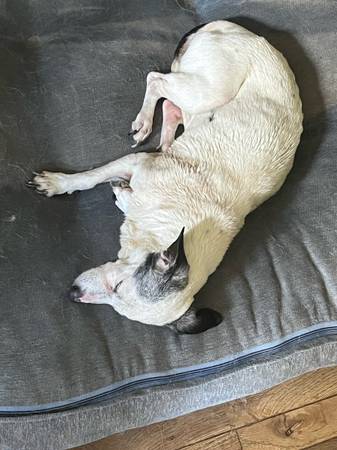 Found dog