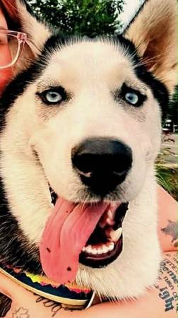 Lost Dog in Waterbury