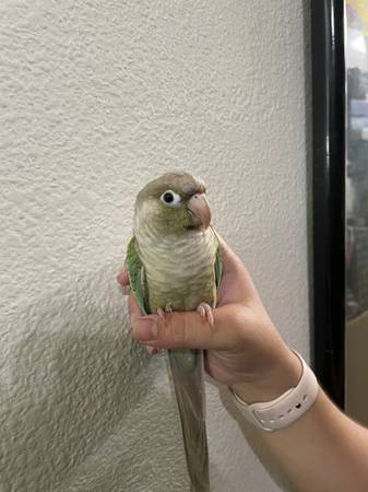 Lost bird