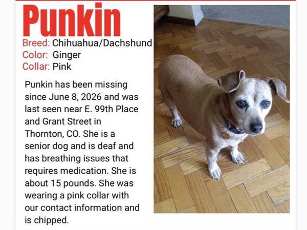 Lost Dog in Thornton
