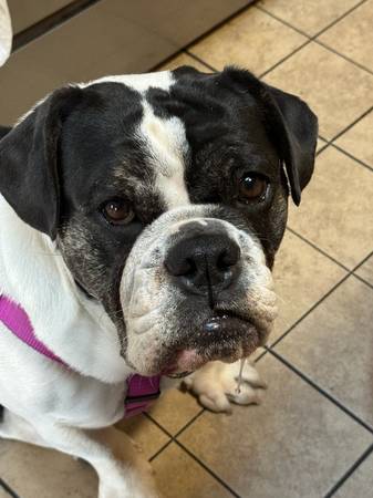 Lost dog