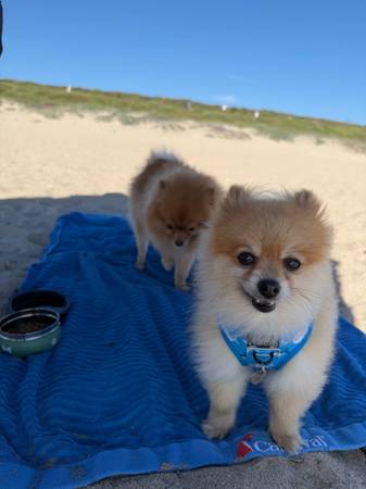 Lost dog