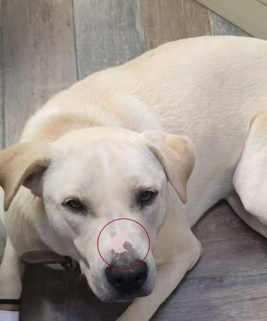 Lost dog