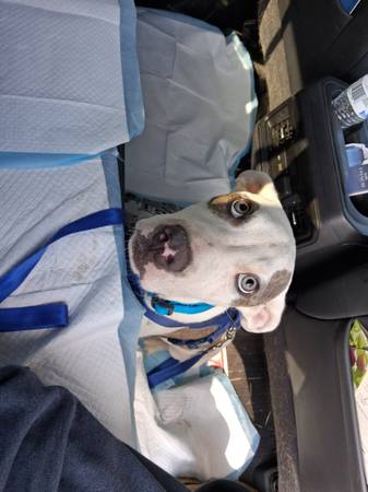 Found dog