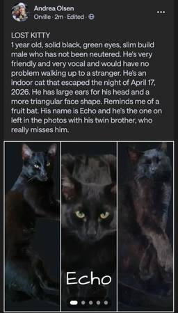 Lost Cat in Kapowsin