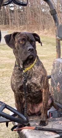 Lost dog