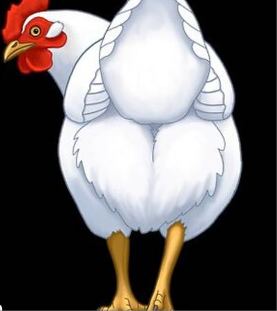 Lost chicken