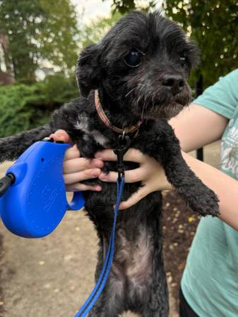 Found dog