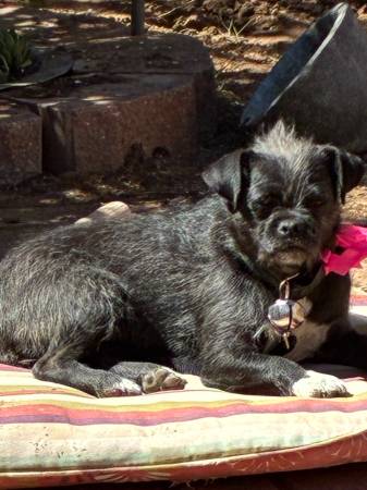 Lost dog