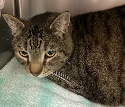 Found cat