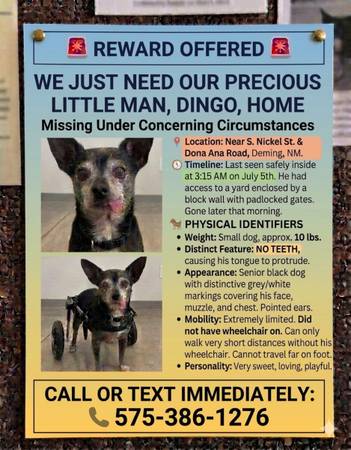 Lost dog