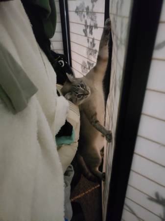 Lost cat