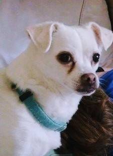 Lost dog