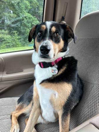 Lost Dog in Moncure